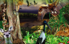 TERRITORY WILDLIFE PARK